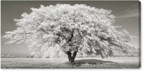 Oliver Gal 'Sai White Tree' Photographic Print on Canvas Oliver Gal  - Size: 280cm H X 350cm W