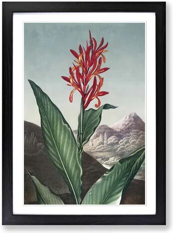 East Urban Home Indian Reed Flower by R.J. Thornton - Picture Frame Painting Print on MDF East Urban Home Size: 76cm H x 50cm W x 2cm D, Frame Option: Black Framed  - Size: 76cm H x 50cm W x 2cm D