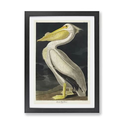 East Urban Home 'American White Pelican' by John Audubon - Picture Frame Painting Print on Paper East Urban Home Size: 62cm H x 87cm W x 2cm D, Frame Option: Black  - Size: 62cm H x 87cm W x 2cm D