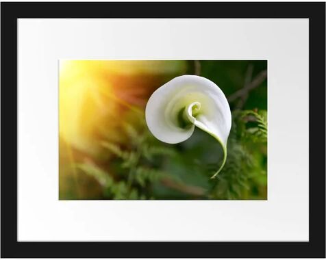 East Urban Home Calla Lily Blossom Framed Photographic Art Print East Urban Home  - Size: 70cm H x 100cm W