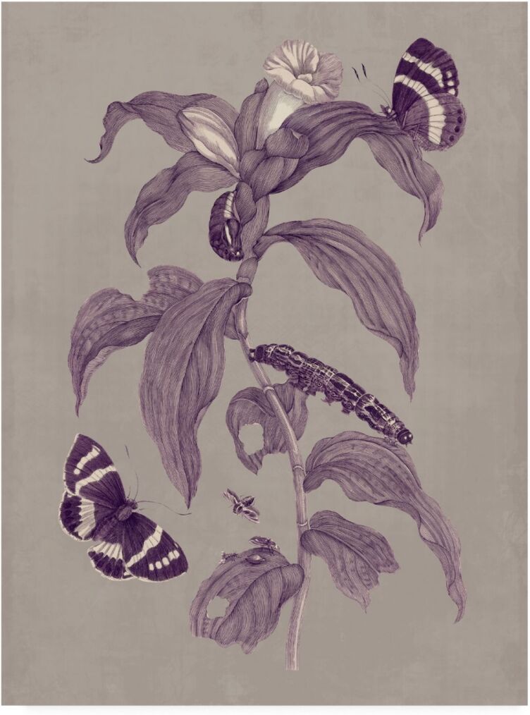 Trademark Global Maria S. Merian Nature Study in Plum & Taupe I Canvas Art - 20