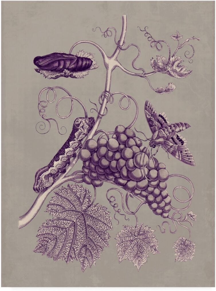 Trademark Global Maria S. Merian Nature Study in Plum & Taupe Iii Canvas Art - 20