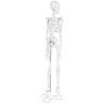 physa Mini model kostry člověka - měřítko 1:4 (45 cm) PHY-SK-6