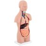 physa Anatominen malli - torso - sukupuoleton - 12 osaa - 48 cm korkea PHY-BM-3
