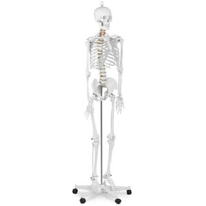 physa Skeleton Model - Life-sized PHY-SK-1