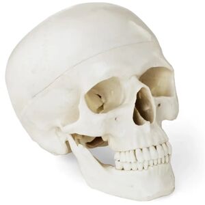 physa Skull Model - white PHY-SK-4