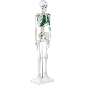 physa Miniature Skeleton - 85 cm PHY-SK-5