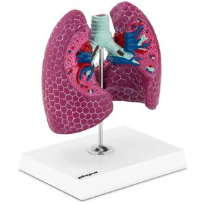 physa Lung Model - with pathologies PHY-LM-1