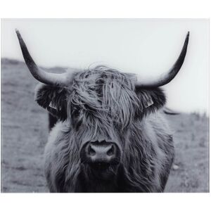 WENKO Küchenrückwand »Highland Cattle«, gehärtetes Glas, 60x50 cm bunt Größe