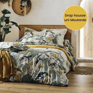 Drap Housse 100% coton Tradilinge TOCO VERT - Coloris MOUTARDE (Couleur : Moutarde)