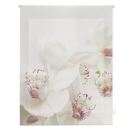 Ebern Designs Room Orchid Sheer Roller Blind Ebern Designs Size: 160cm W x 180cm L  - Size: Large