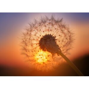 Papermoon Fototapete »Goldfarbenen Sunset Dandelion« mehrfarbig  B/L: 5 m x 2,8 m