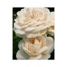 WILLEMSE WILLEMSE Rosier Lions-Rose ®