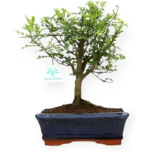 No brand Bonsai Zanthoxylum - Albero del pepe - 29 cm