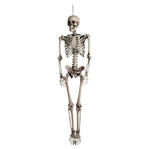 Boland - Skelett Marcel 160 Cm, Hw Deko 160cm, Nude