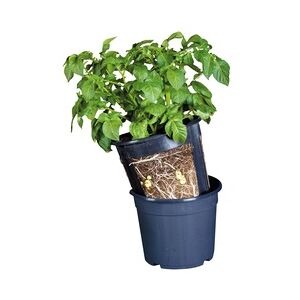 Weitere Floragard Potato-Pot 1 Stück