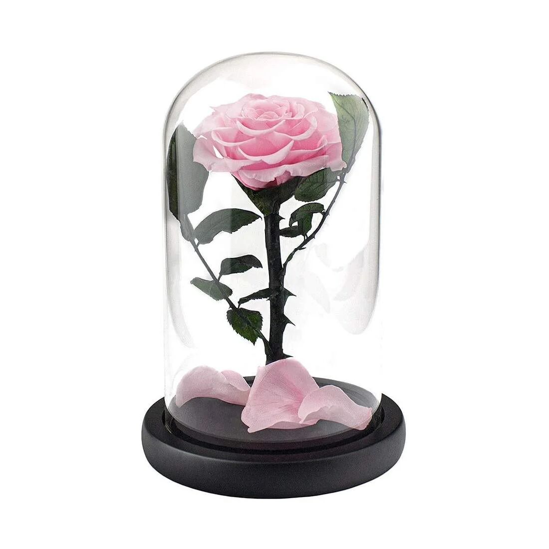 eStore Stor Rose i Glasskuppel - Rosa