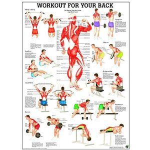 Ruediger Anatomie PO79eLAM Workout For Your Back Tableau laminé 50 x 70 cm - Publicité