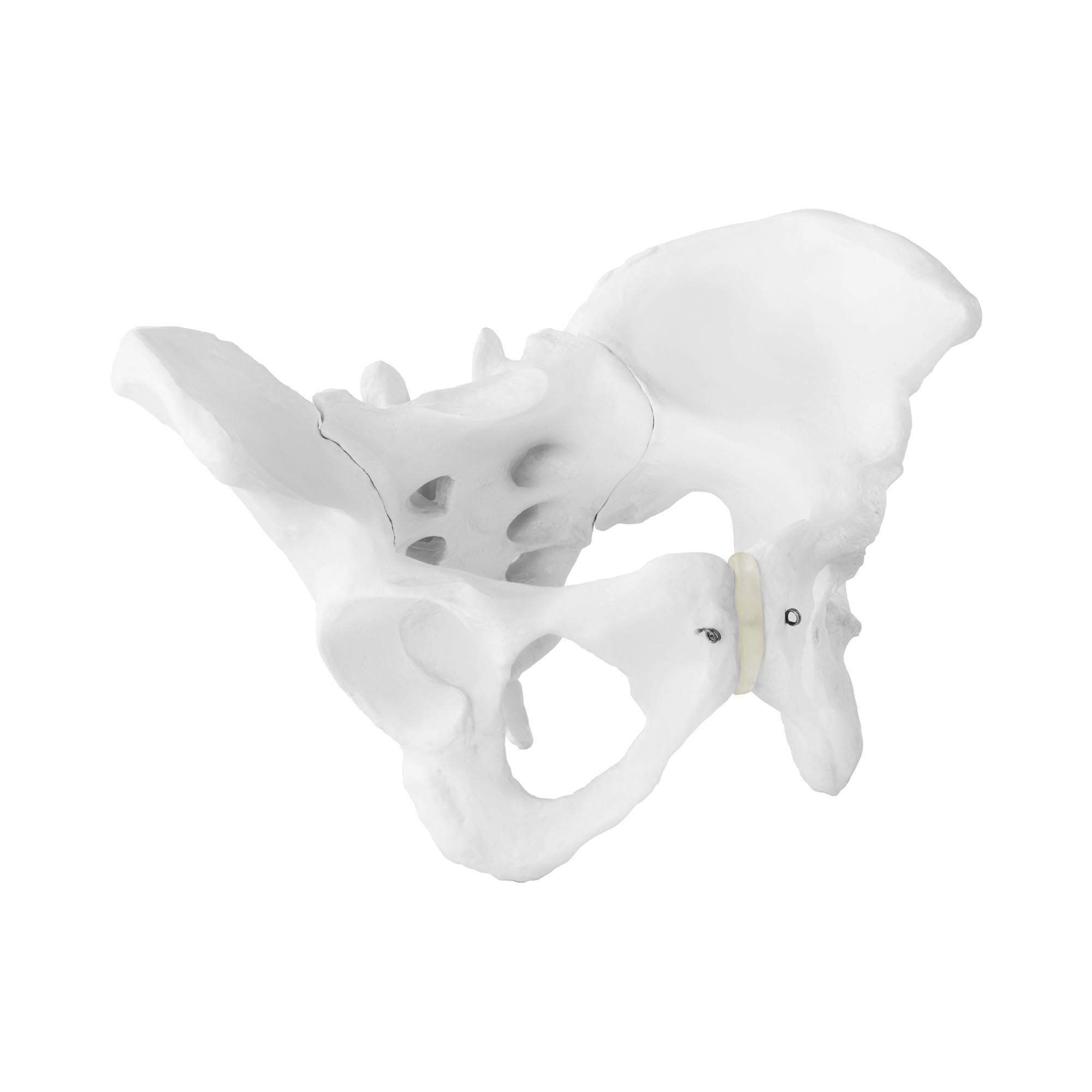 physa Bekken – Anatomisk modell 10040248