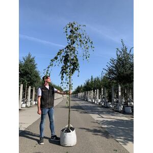 Venovi GmbH Grüne Hängebuche ''Pendula''   Fagus sylvatica ''Pendula''