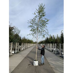 Venovi GmbH Moorbirke - Sumpfbirke   Betula pubescens