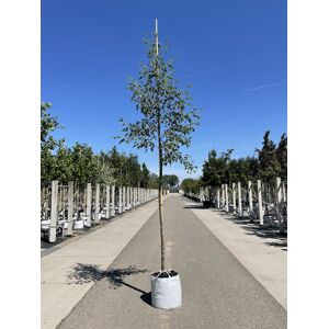 Venovi GmbH Schlitzblättrige Schwarz-Erle ''Laciniata''   Alnus glutinosa ''Laciniata''