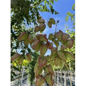 Venovi GmbH Blasenbaum Mehrstämmig   Koelreuteria paniculata