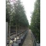 Venovi GmbH Sandbirke ''Zwitsers Glorie''   Betula pendula ''Zwitsers Glorie''