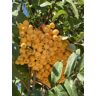 Venovi GmbH Eberesche ''Schouten''   Sorbus arnoldiana ''Schouten''