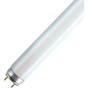 Osram Tubo luminoso T8, Fluorescente, G13 opaco, 36W= 1LM 160° ,