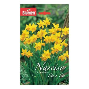 BLUMEN Bulbo fiore  Narciso giallo confezione da 6