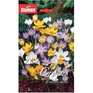 BLUMEN Bulbo fiore  Crocus colori assortiti confezione da 20