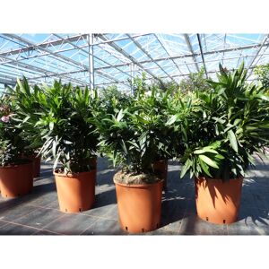 Grünwaren Oleander Premiumqualität 80 - 100 cm Busch Nerium Krone Ø60 cm Rosenlorbeer Premium rot, rosa oder weiß