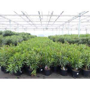 Grünwaren Oleander Premiumqualität 80 - 100 cm Busch Nerium Krone Ø40-60 cm Rosenlorbeer Premium rot, rosa oder weiß