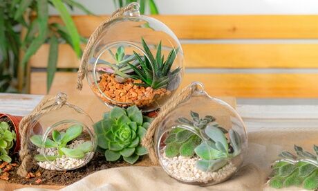 Groupon Goods Global GmbH One, Three or Six Nicola Spring Glass Indoor Plant Terrariums With Vintage Hanging Rope