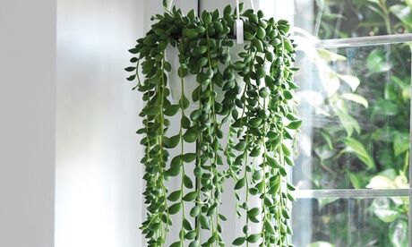 Groupon Goods Global GmbH One, Two or Three Senecio String of Teardrop String Houseplants in 11cm pots