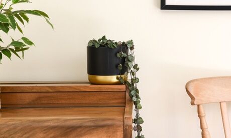 Groupon Goods Global GmbH One or Two Pots of String of Hearts 10cm Plants with Hanging Planters