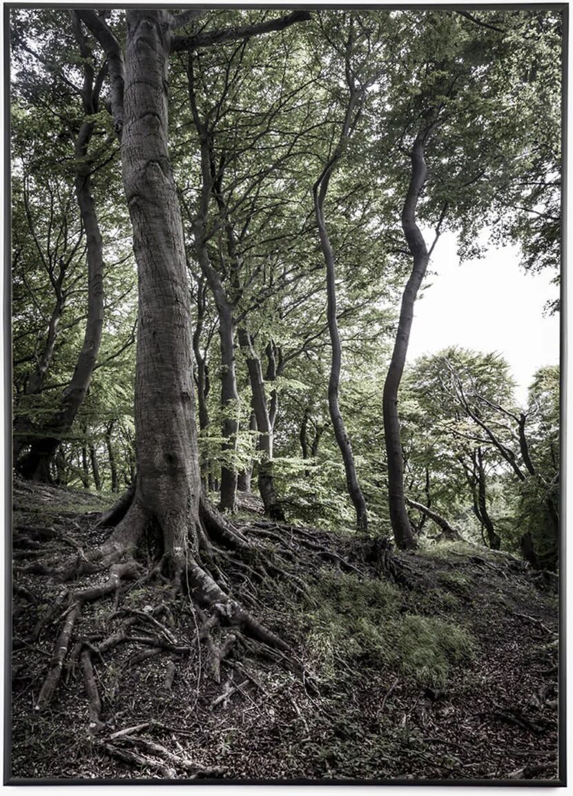 Foto Factory Beech tree på Møns Klint