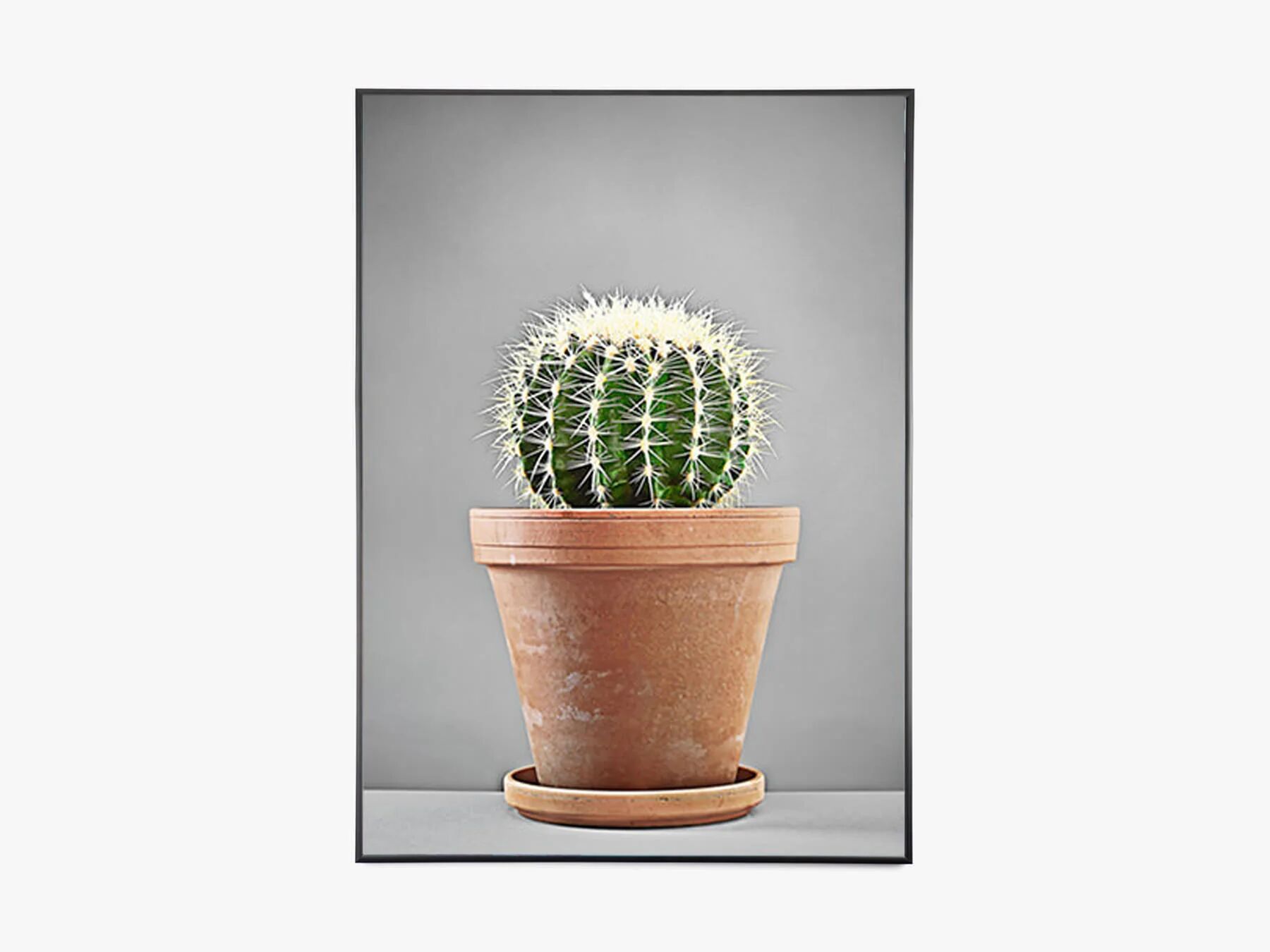 Kasia Lilja Kaktus 03