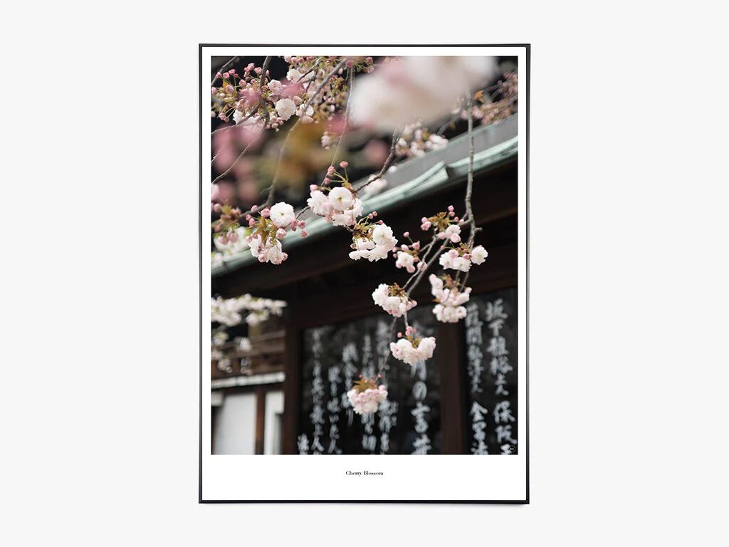 Beautiful World Cherry Blossom - Vakker verden Plakat