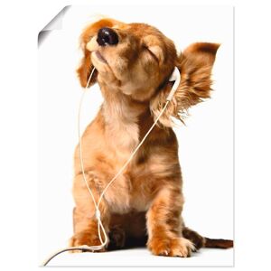 Artland Wandbild »Junger Hund hört Musik über Kopfhörer«, Haustiere, (1 St.),... weiss Größe