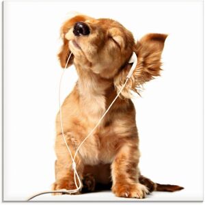 Artland Glasbild »Junger Hund hört Musik über Kopfhörer«, Haustiere, (1 St.),... weiss Größe