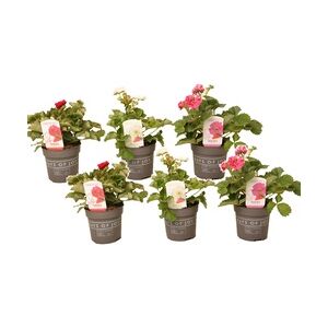 Plant in a Box Erdbeere  - Fragaria Summer Breeze 6er Mischung Höhe 15-25cm