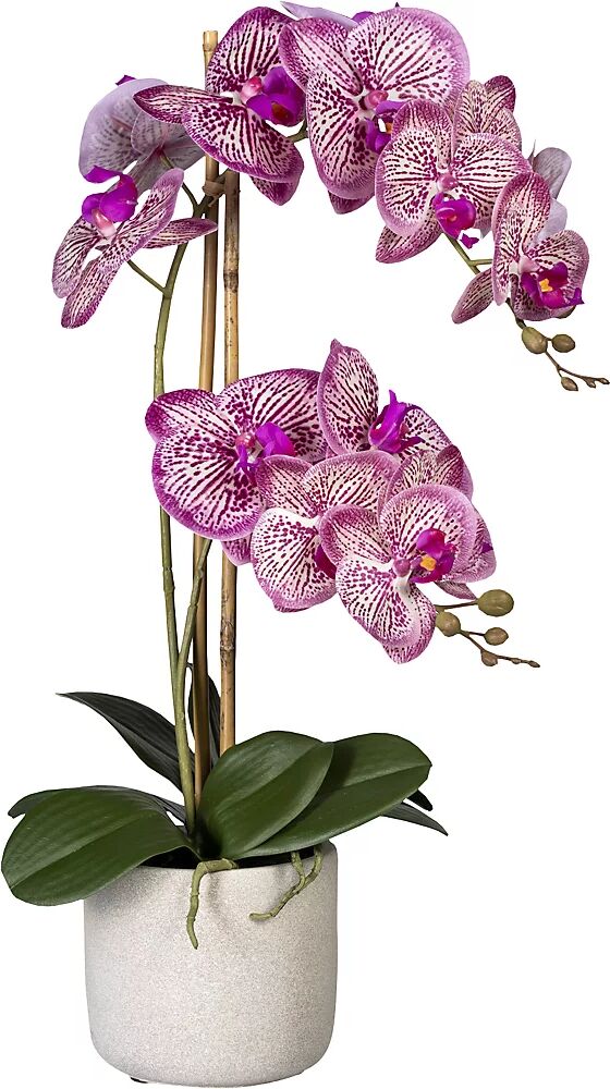 kaiserkraft Phalaenopsis, real touch, en maceta de cemento, gris, rosa