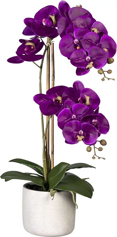 kaiserkraft Phalaenopsis, real touch, en maceta de cemento, gris, lila