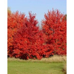 rubrum ottobre GLORIA RED semi di acero albero! - Publicité