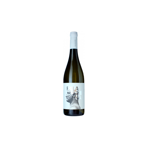 favugnë falanghina bianco 2023 - cantine teanum