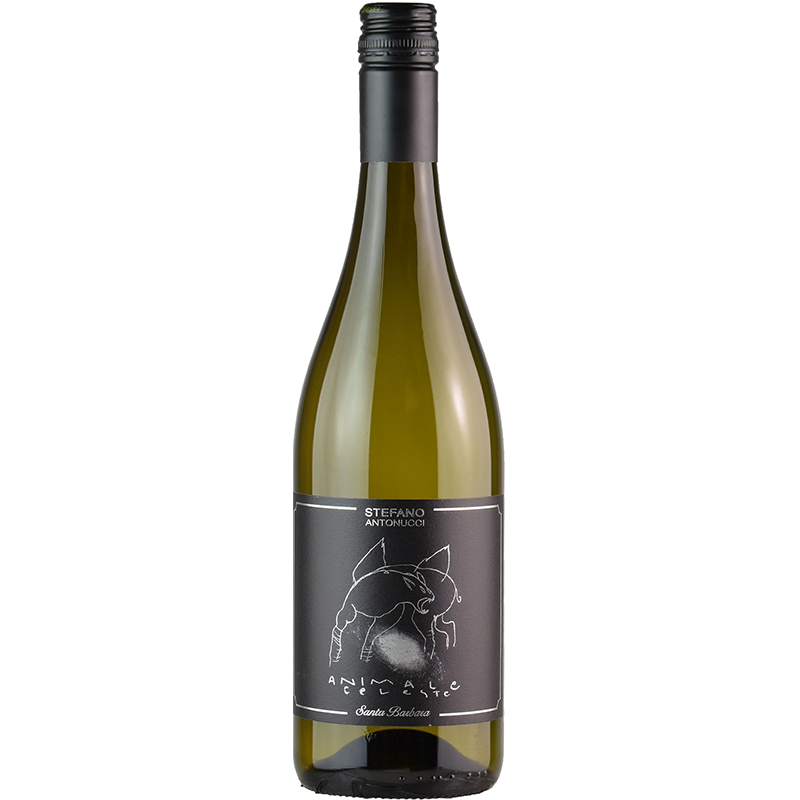 Santa Barbara Sauvignon Marche IGT 2019 Animale Celeste -