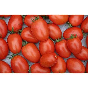 MES GRAINES Potagères Lot de 100 Graines de Tomate Roma Variété Vigoureuse et Productive, Chair Ferme et Douce Idéal pour Conserves et Sauces Riche en Vitamines Résistante aux Maladies - Publicité