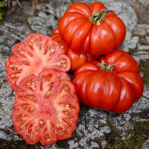 1 Semi Gram organici di Costoluto Fiorentino pomodoro convenzionale e organica - Publicité